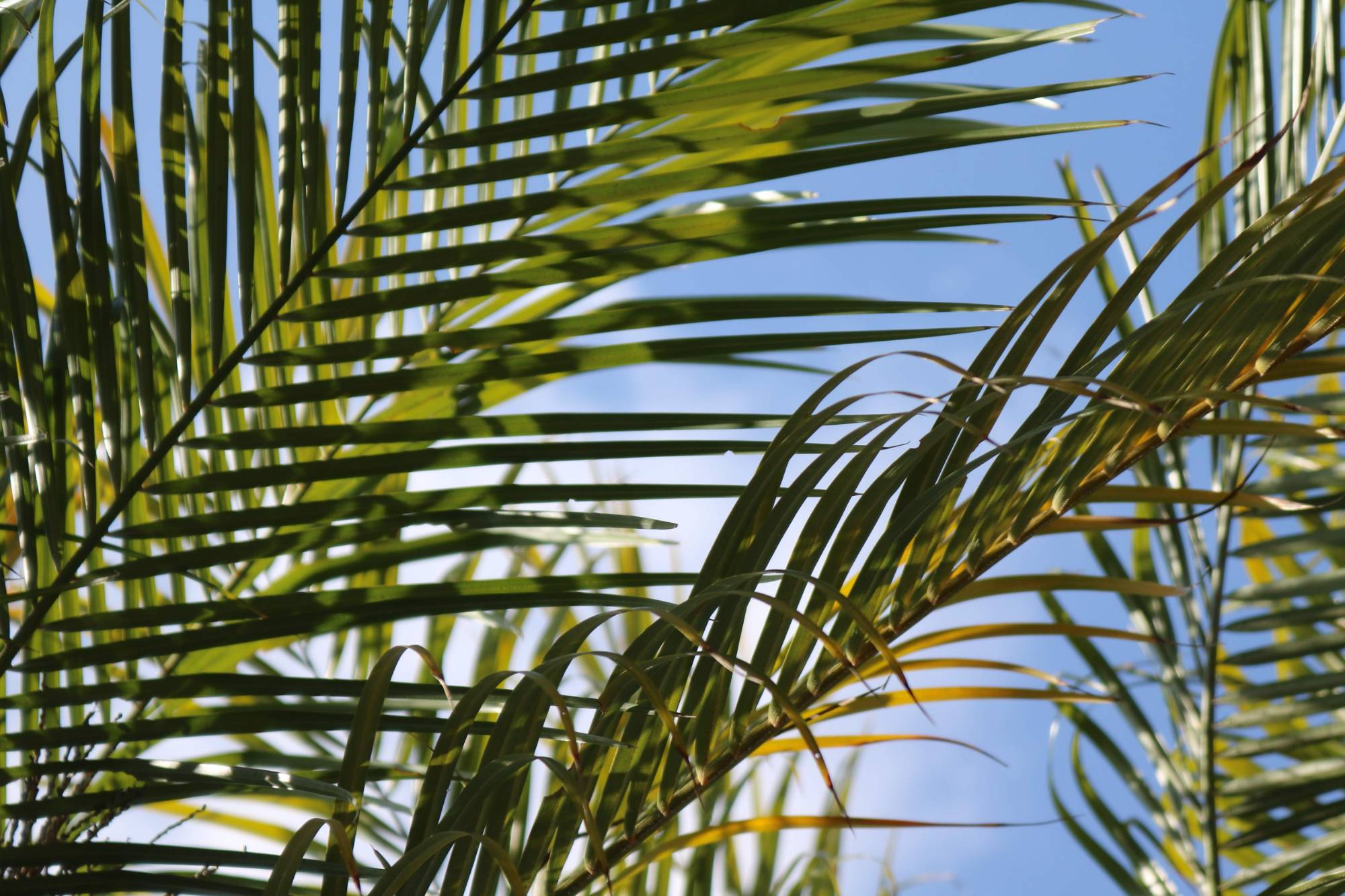 palm tree leaves