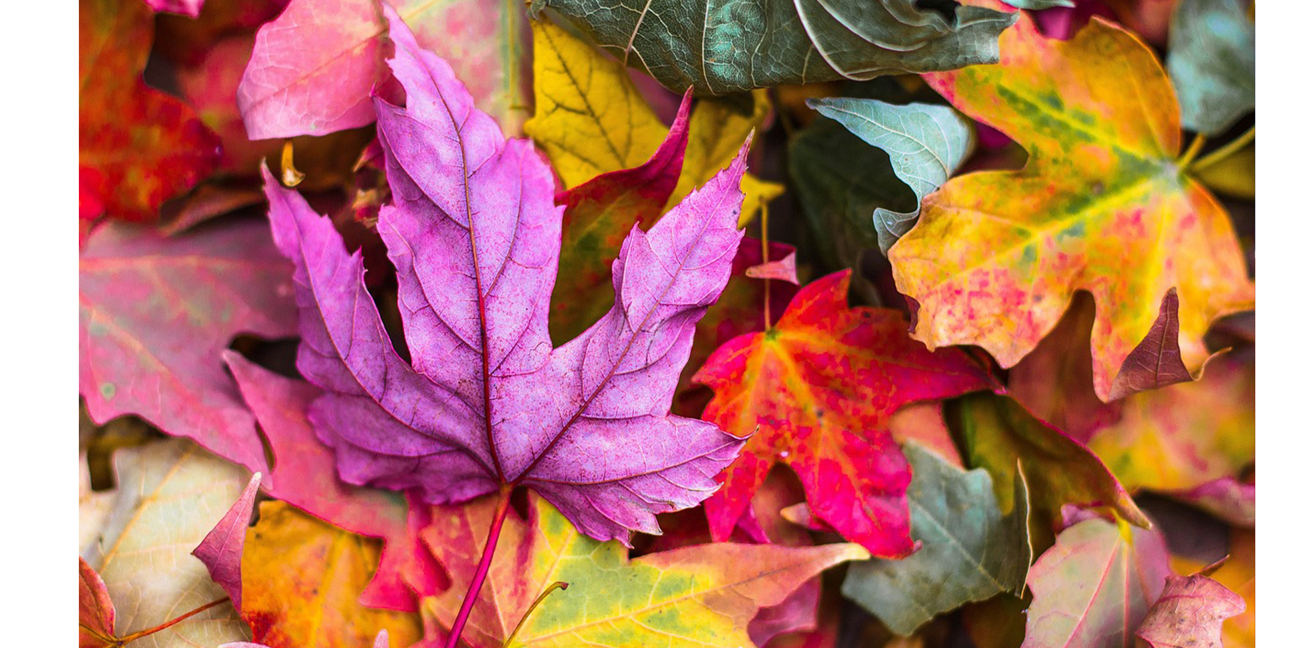 Fall Leaves